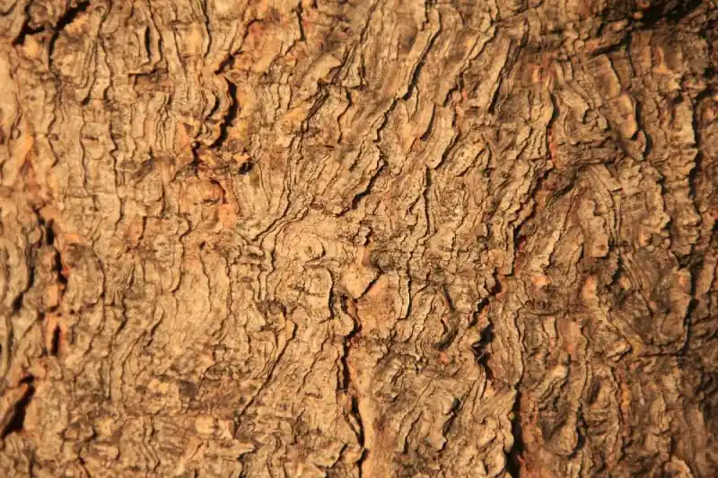Wyprzedaż Fototapeta na flizelinie MS-5-2337 Tekstura drzewa 375 x 250 cm