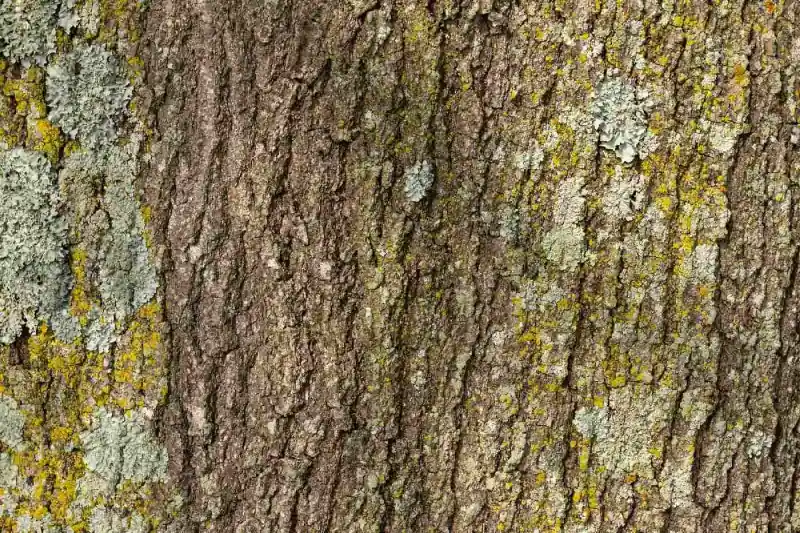 Sprawdź teraz Fototapeta na flizelinie MS-5-2338 faktura kory drzewa 375 x 250 cm