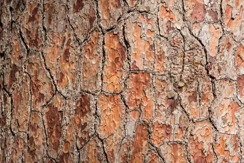Fototapeta na flizelinie MS-5-2340 Drzewo detal 375 x 250 cm Zniżka