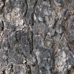 Ekspresowa dostawa Fototapeta na flizelinie MS-5-2343 Drzewo detal faktura 375 x 250 cm