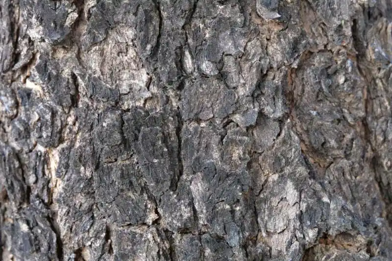 Ekspresowa dostawa Fototapeta na flizelinie MS-5-2343 Drzewo detal faktura 375 x 250 cm