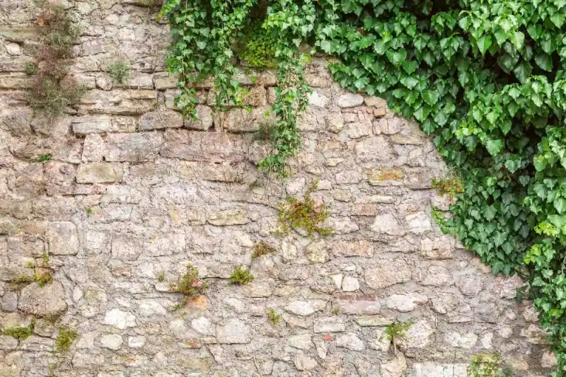 Fototapeta na flizelinie MS-5-2405 Ściana kamienna z liśćmi 375 x 250 cm Darmowa dostawa