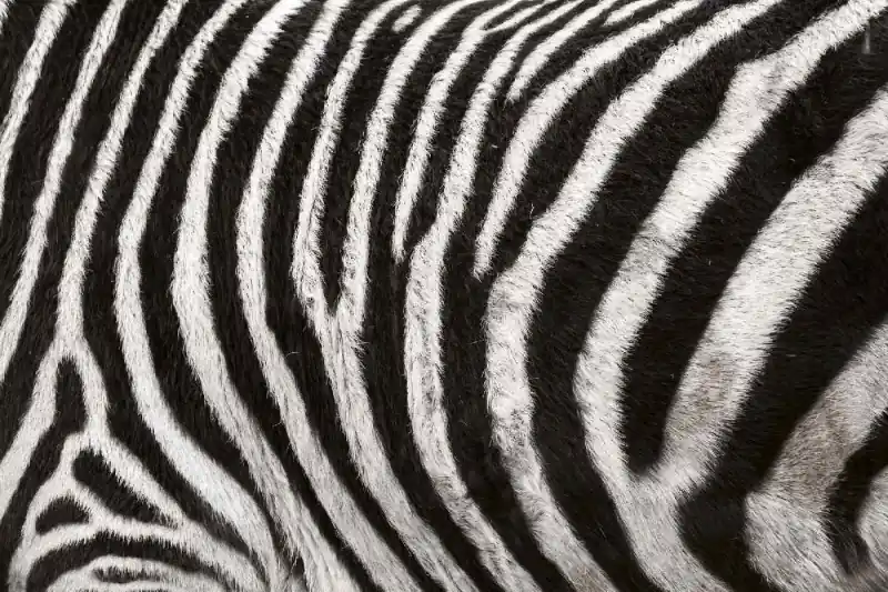 Fototapeta na flizelinie MS-5-2586 tekstura Zebra 375 x 250 cm Popularny