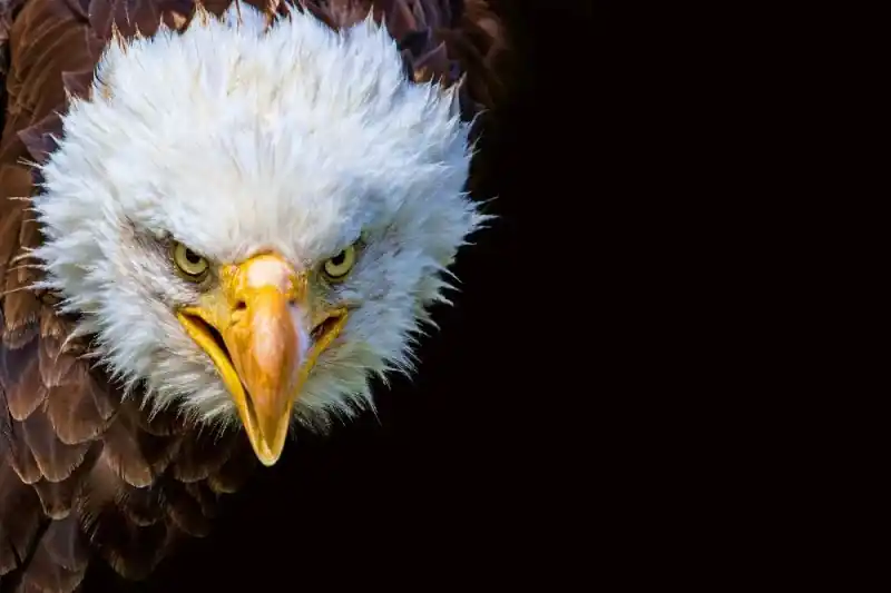 Fototapeta na flizelinie MS-5-2956 American Eagle 375 x 250 cm Cena promocyjna