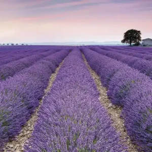 Tylko dziś Fototapeta na Flizelinie X8-036 Provence