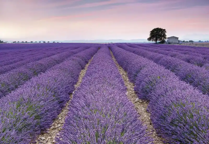 Tylko dziś Fototapeta na Flizelinie X8-036 Provence
