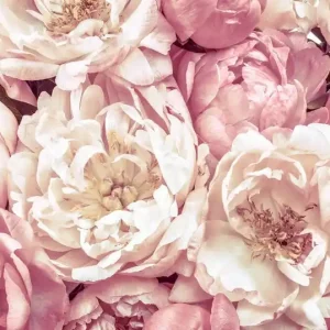 Tylko do końca tygodnia Fototapeta na Flizelinie XXL4-091 Peonies