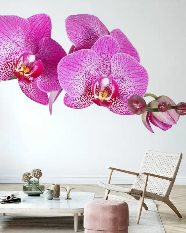 Niewinna orchidea Bestseller