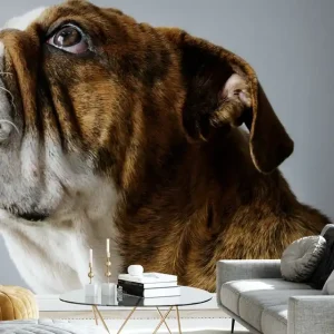 Buldog Angielski Hit sprzedaży