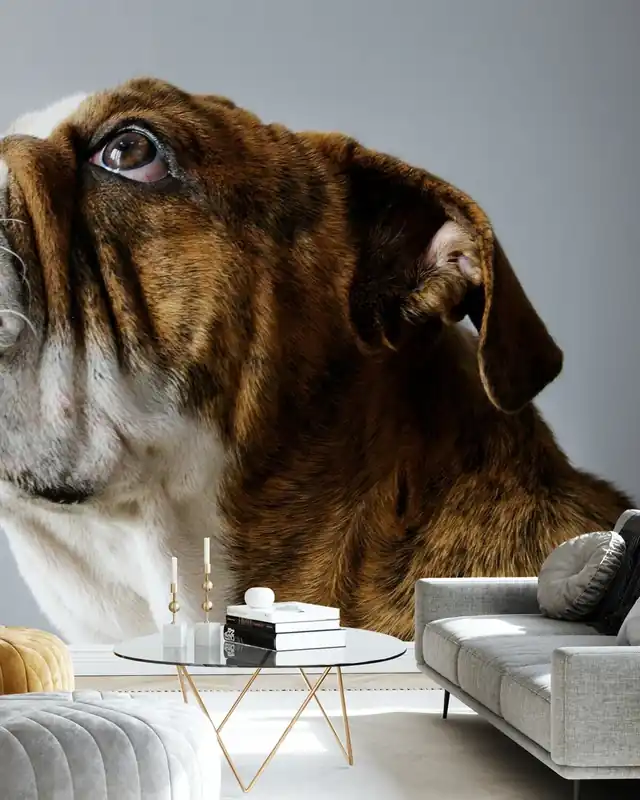 Buldog Angielski Hit sprzedaży