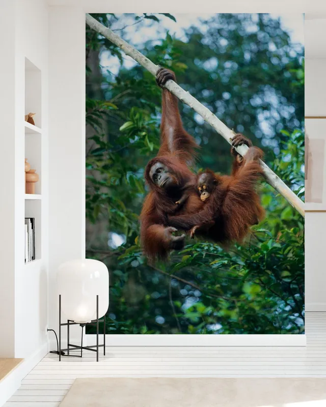 Wspinający się orangutan Szybka dostawa