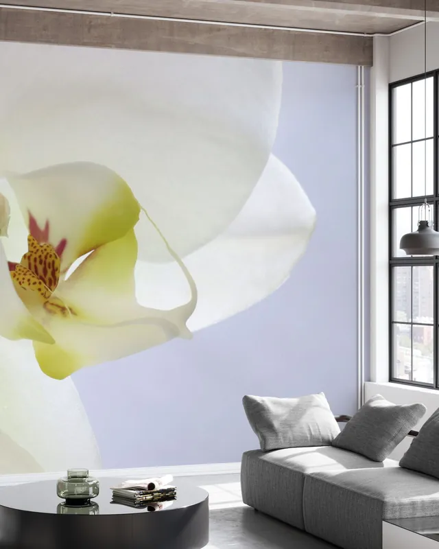 Oferta czasowa Biała orchidea