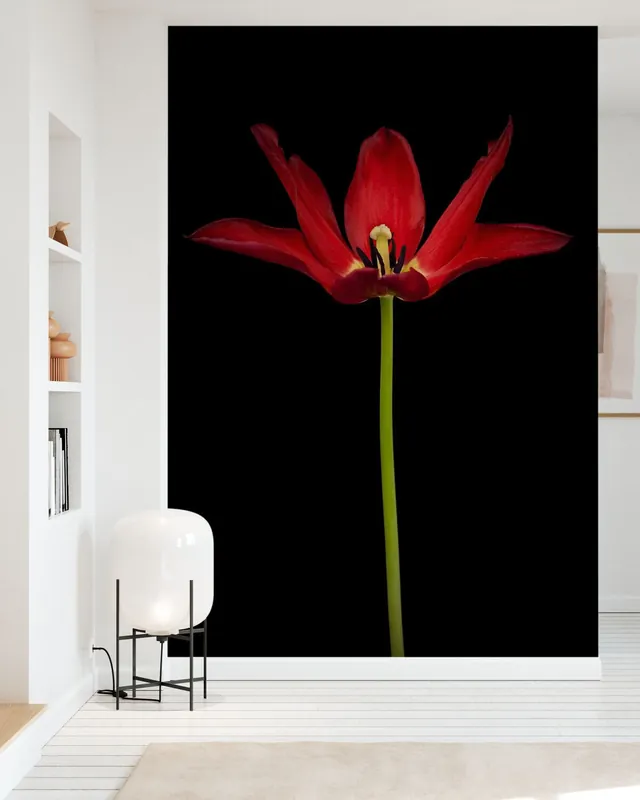 Tulipan z bliska Kup online