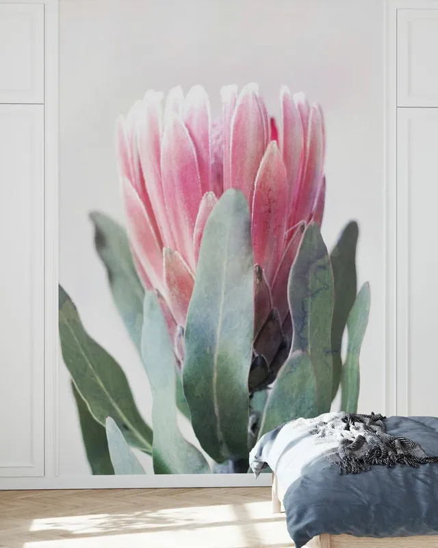 Protea II Popularny