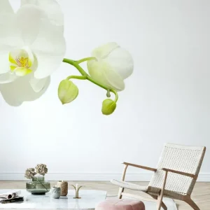Biała elegancka orchidea Nie przegap