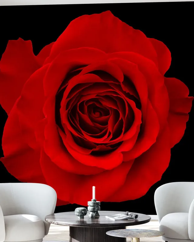 Bestseller Czerwona róża odizolowana