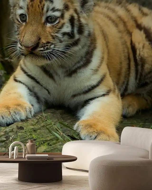 Młody niedźwiadek Cena promocyjna