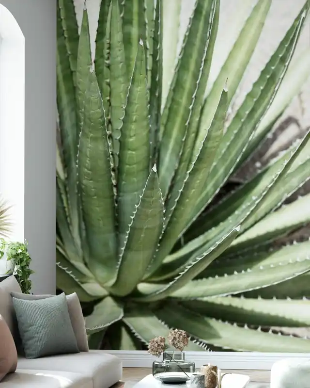 Kaktusy - Agave Lechuguilla Zamów teraz